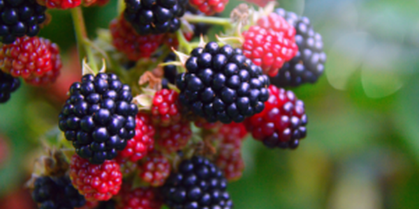 red and blue raspberries